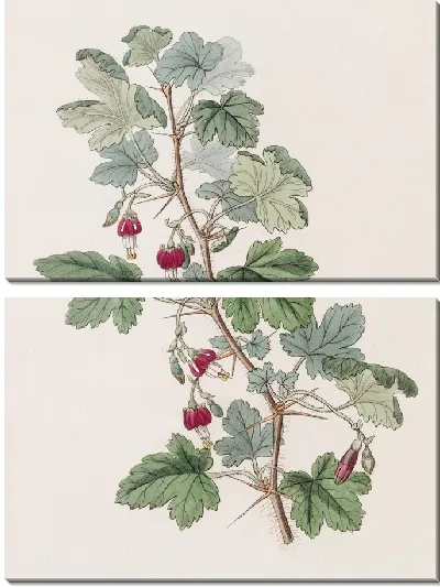 Картина Крыжовник Мензиса (1815-1819)