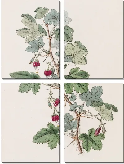 Картина Крыжовник Мензиса (1815-1819)