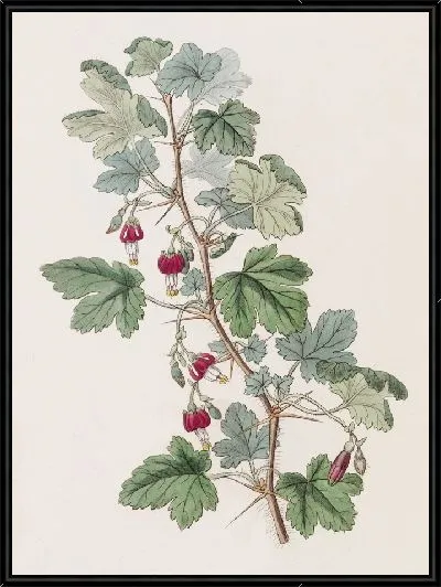 Картина Крыжовник Мензиса (1815-1819)