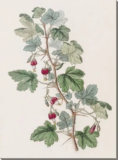 Картина Крыжовник Мензиса (1815-1819)
