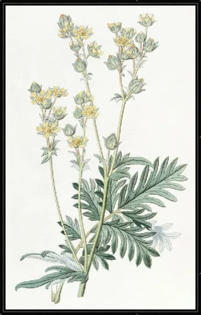 Картина Лапчатка Миссури (1815-1819)