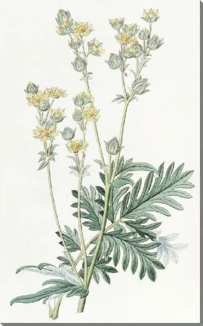 Картина Лапчатка Миссури (1815-1819)