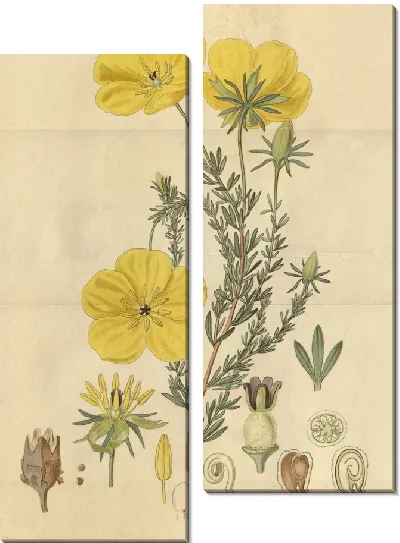 Картина Ледокарпум длинностебельный (1815-1819)