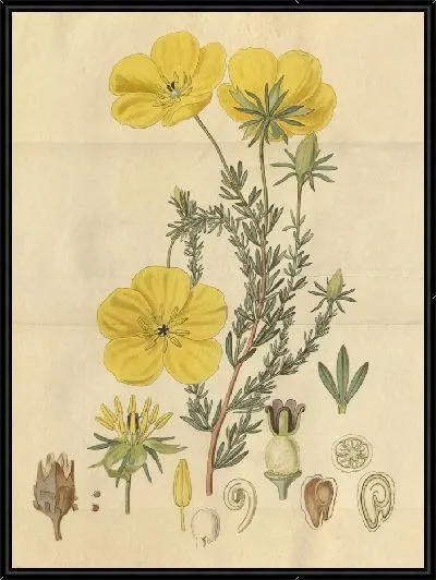 Картина Ледокарпум длинностебельный (1815-1819)