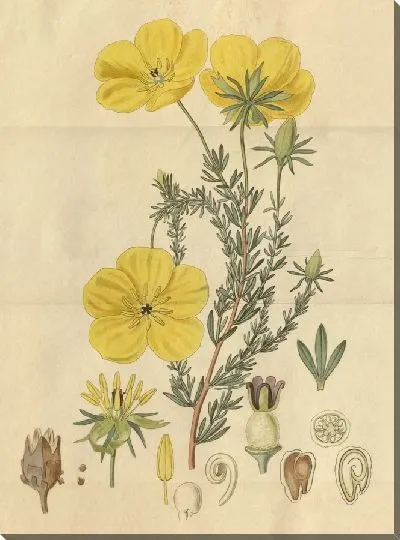 Картина Ледокарпум длинностебельный (1815-1819)