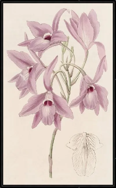 Картина Лилия длинностебельная (1815-1819)