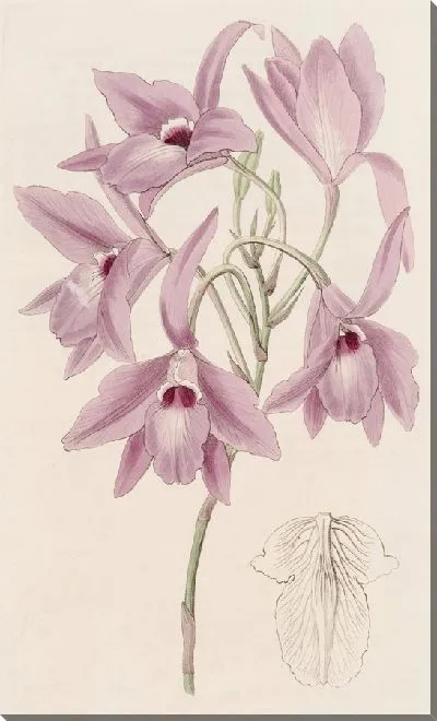 Картина Лилия длинностебельная (1815-1819)