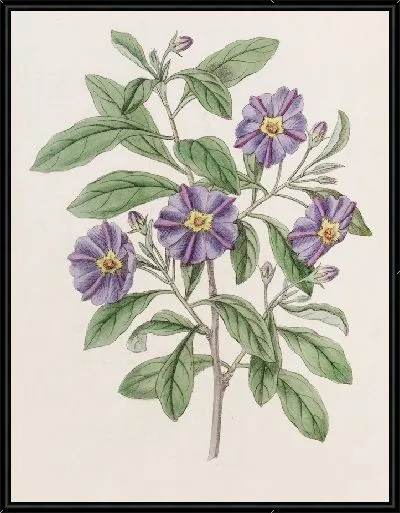 Картина Лициоподобный Соланум (1815-1819)