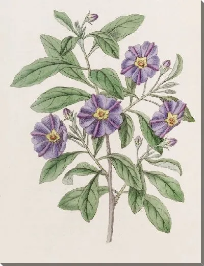 Картина Лициоподобный Соланум (1815-1819)
