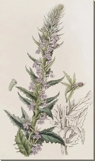 Картина Лобелия дырчатая (1815-1819)