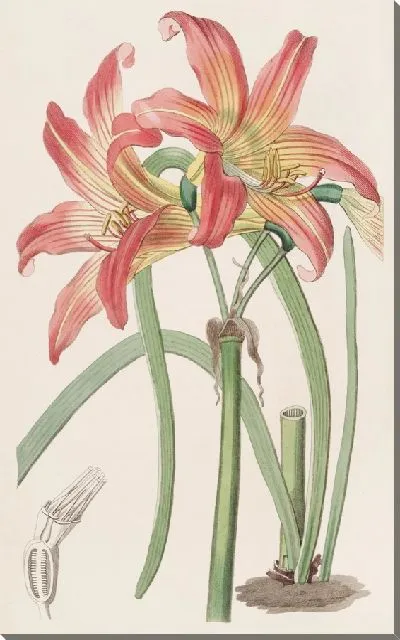 Картина Луговой Габрантус (1815-1819)