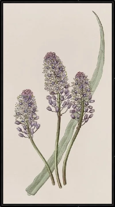 Картина Луговой кальмар (1815-1819)