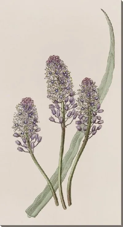 Картина Луговой кальмар (1815-1819)