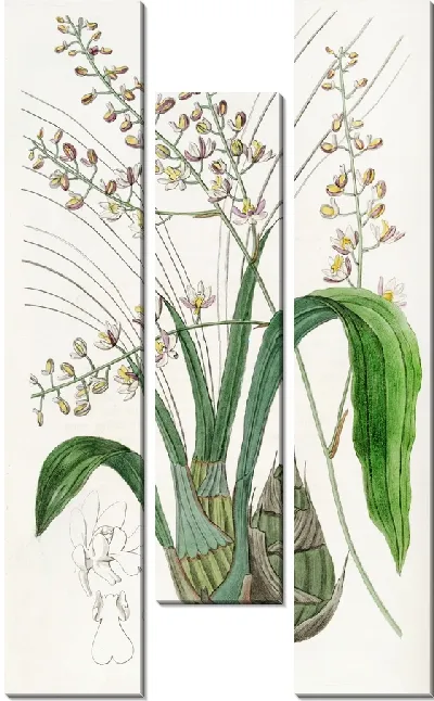 Картина Лурид Евлофия (1815-1819)