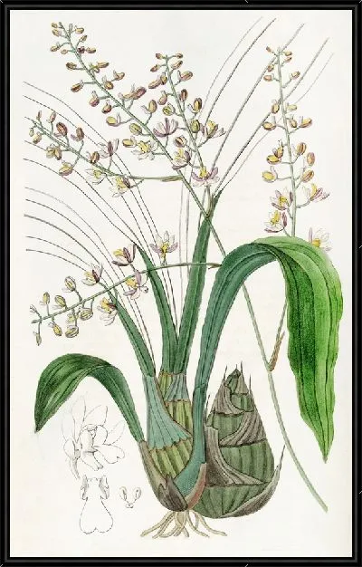 Картина Лурид Евлофия (1815-1819)