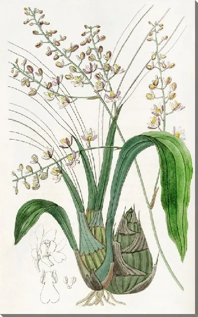 Картина Лурид Евлофия (1815-1819)