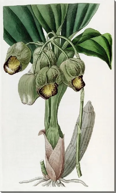 Картина Лурид Катасетум (1815-1819)