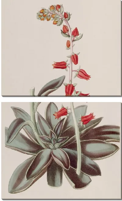 Картина Лурид Эчеверия (1815-1819)