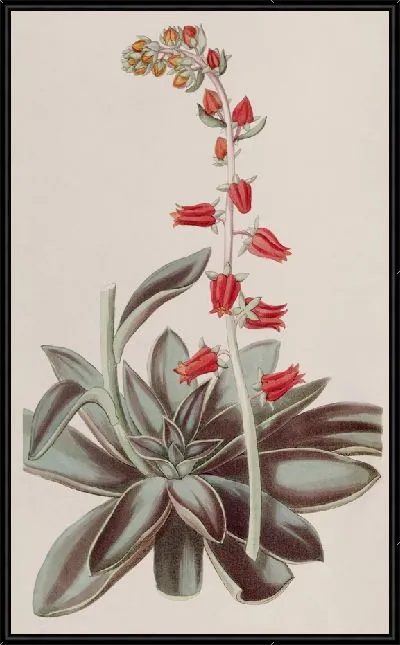 Картина Лурид Эчеверия (1815-1819)