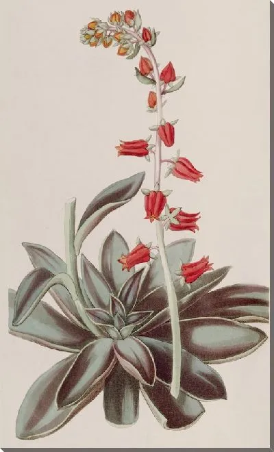 Картина Лурид Эчеверия (1815-1819)