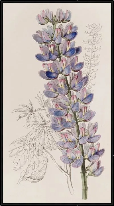 Картина Люпен мистера Баркера (1815-1819)