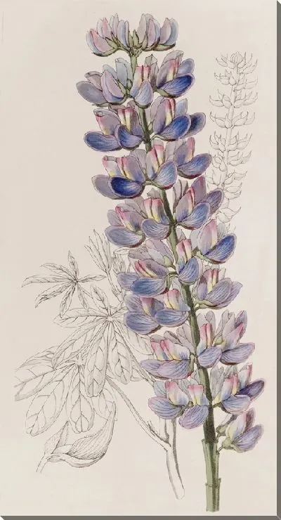 Картина Люпен мистера Баркера (1815-1819)