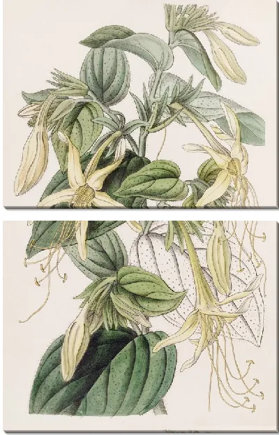 Картина Макромерия длиннотычинчатая (1815-1819)