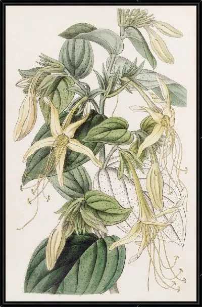 Картина Макромерия длиннотычинчатая (1815-1819)