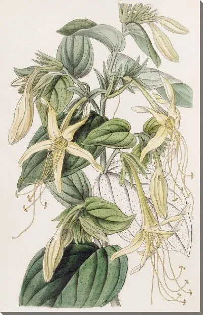 Картина Макромерия длиннотычинчатая (1815-1819)