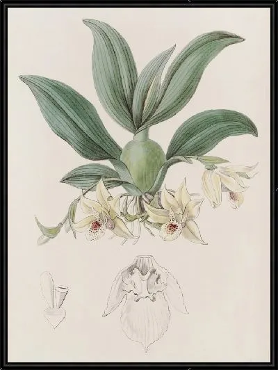 Картина Максиллярия господа Роллиссона (1815-1819)