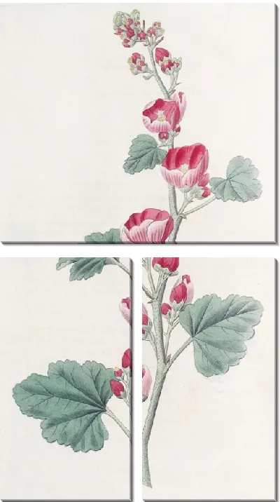 Картина Мальва мистера Манро (1815-1819)
