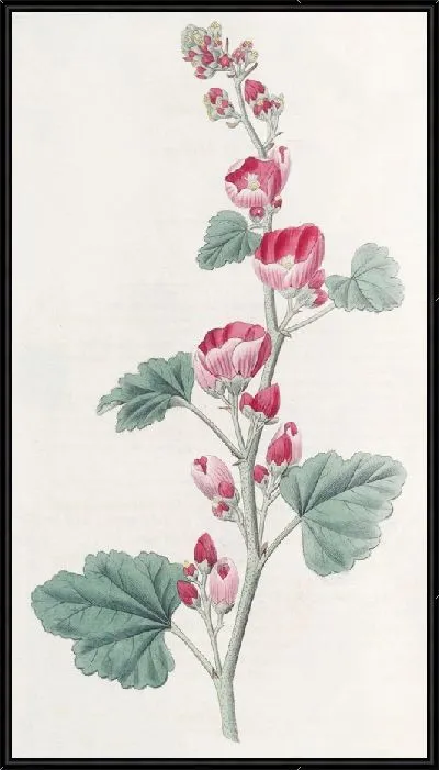 Картина Мальва мистера Манро (1815-1819)