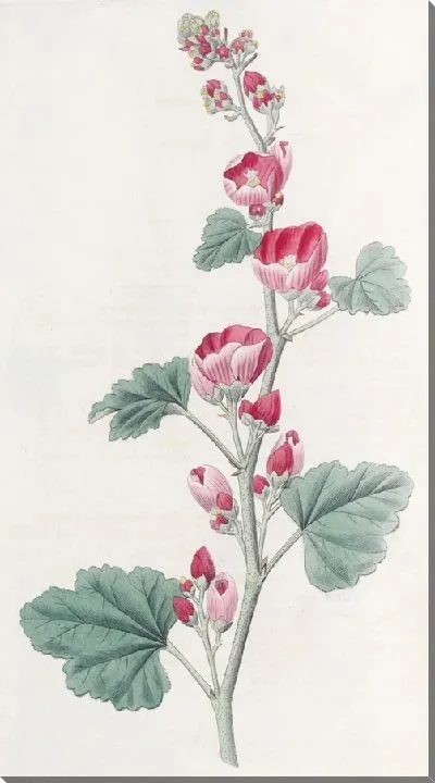 Картина Мальва мистера Манро (1815-1819)