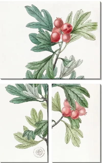 Картина Марокко Боярышник (1815-1819)