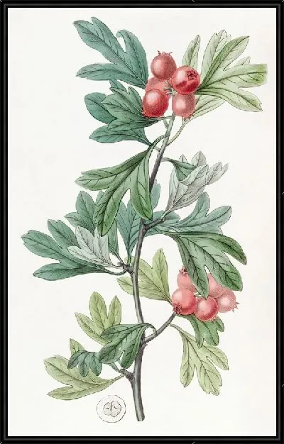 Картина Марокко Боярышник (1815-1819)