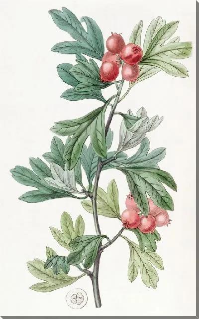 Картина Марокко Боярышник (1815-1819)