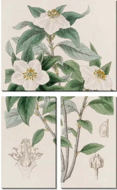 Картина Медларовидная Линдлея (1815-1819)