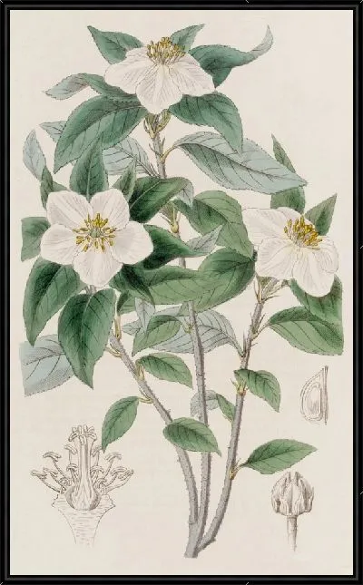 Картина Медларовидная Линдлея (1815-1819)