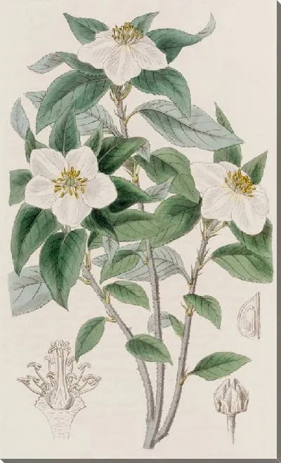 Картина Медларовидная Линдлея (1815-1819)