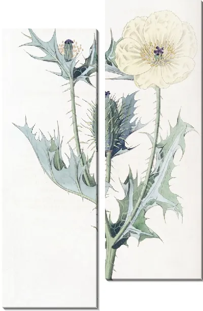 Картина Мексиканская Аргемона (1815-1819)