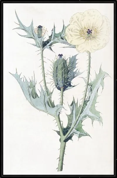 Картина Мексиканская Аргемона (1815-1819)