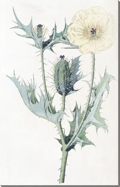 Картина Мексиканская Аргемона (1815-1819)