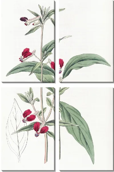 Картина Мексиканская купея двухлепестковая (1815-1819)