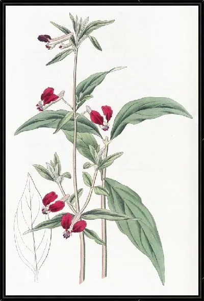 Картина Мексиканская купея двухлепестковая (1815-1819)