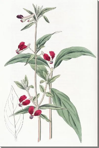 Картина Мексиканская купея двухлепестковая (1815-1819)