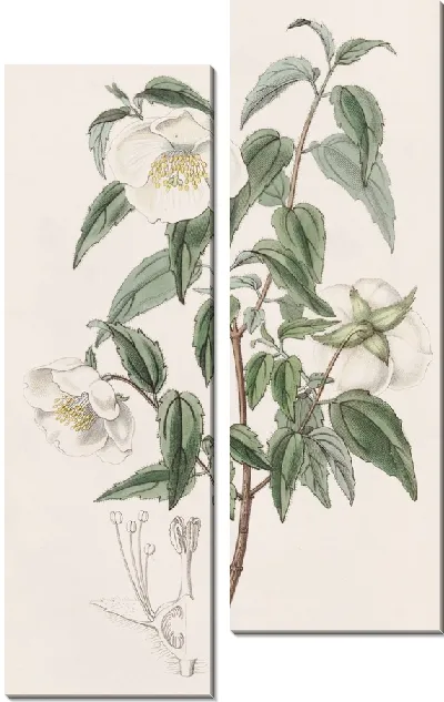 Картина Мексиканская Сиринга (1815-1819)