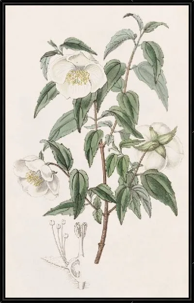 Картина Мексиканская Сиринга (1815-1819)