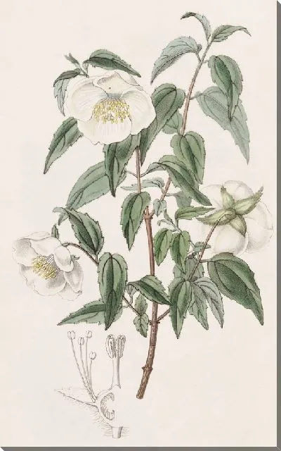 Картина Мексиканская Сиринга (1815-1819)
