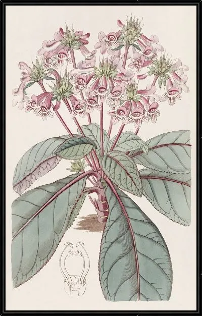 Картина Мексиканская тетранема (1815-1819)