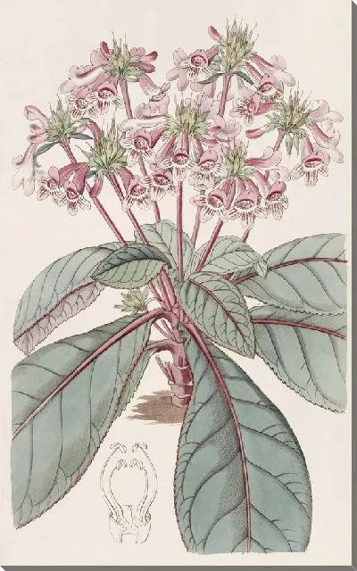 Картина Мексиканская тетранема (1815-1819)